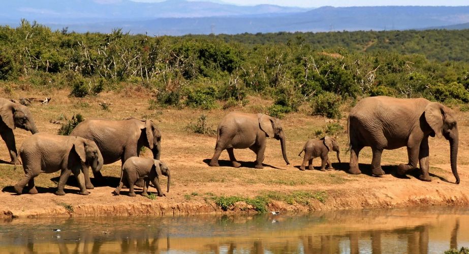 Zuid Afrika safari olifanten bij het water